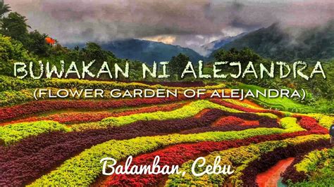 Buwakan Ni Alejandra in Balamban, Cebu (New Majestic Flower .